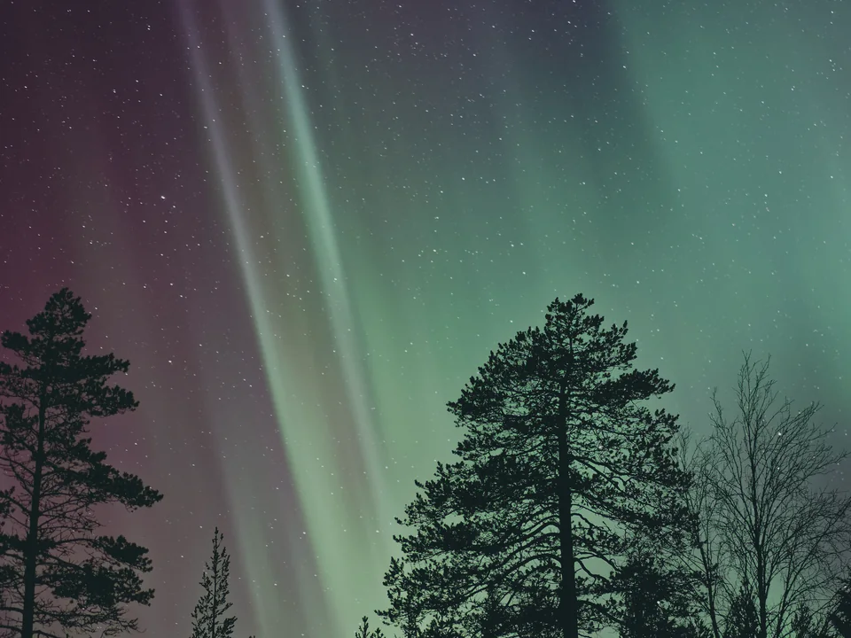 Green and violet bands of the aurora rising above the silhouettes of pines and a bare birch on a winter night