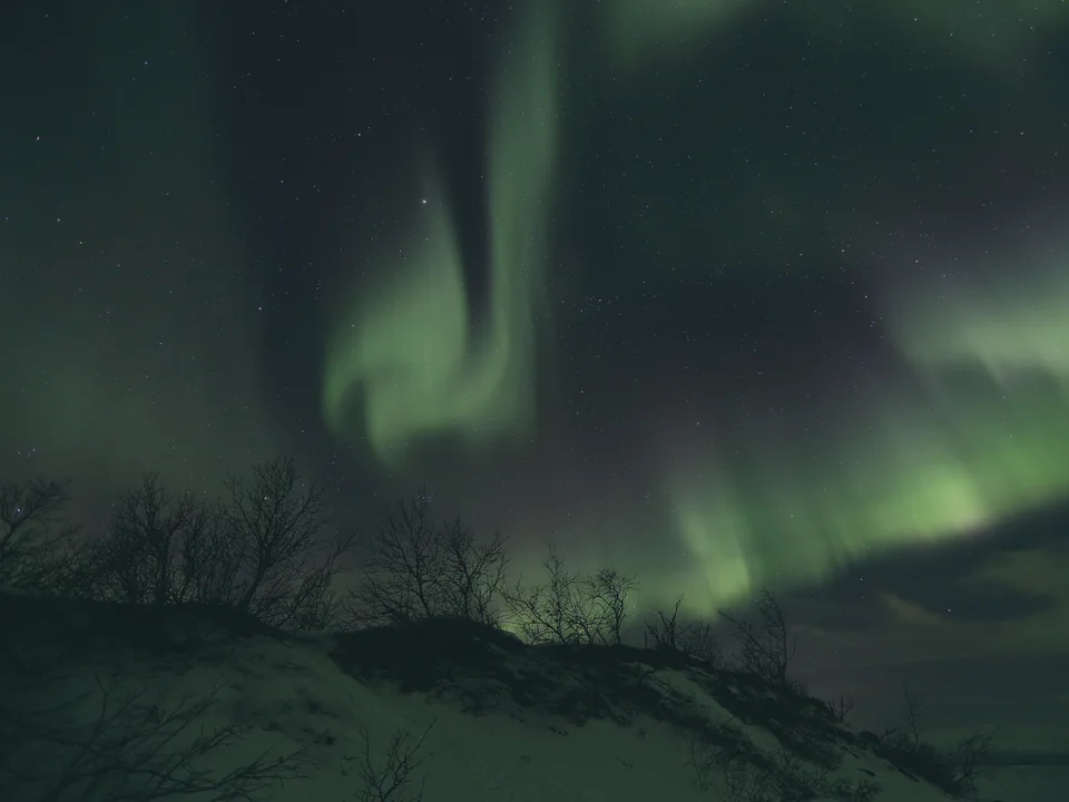 A green aurora spiralling overhead above a low snowy ridge with bare birch scrub silhouetted along the skyline