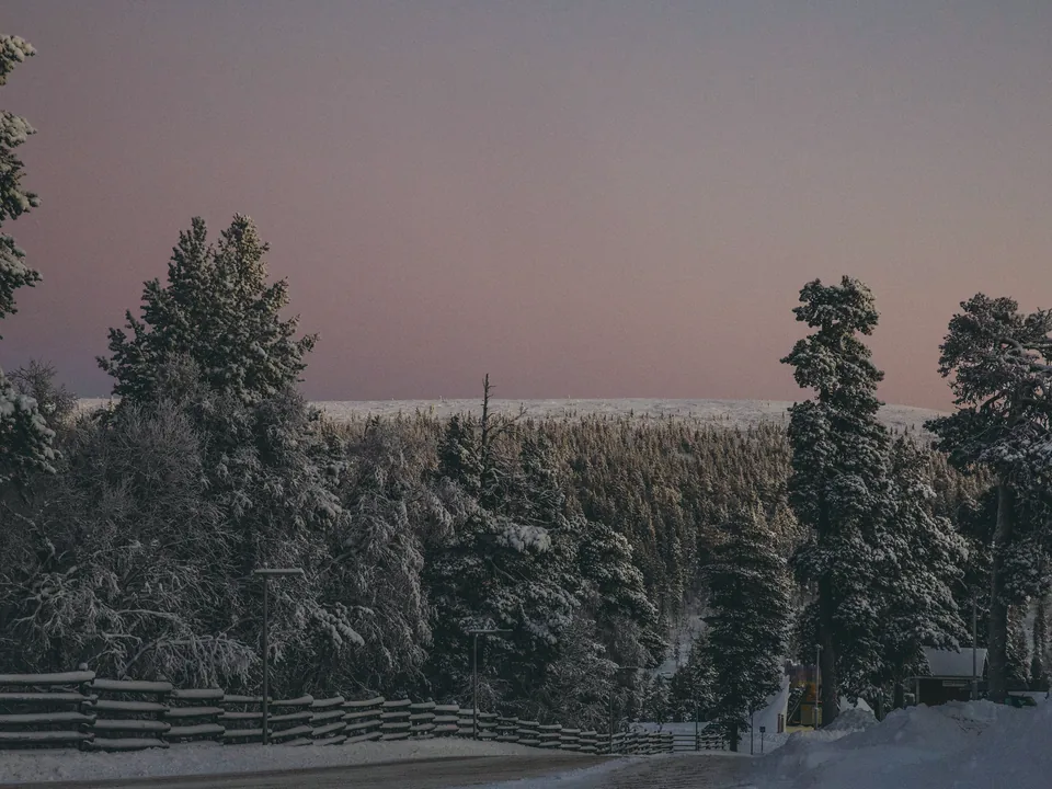 Snow-covered pines under the pink midday sky of the polar-night season in Saariselkä, in November