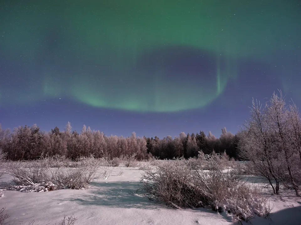 An aurora arcing over frost-covered birch and a snowy clearing in Sodankylä, in December