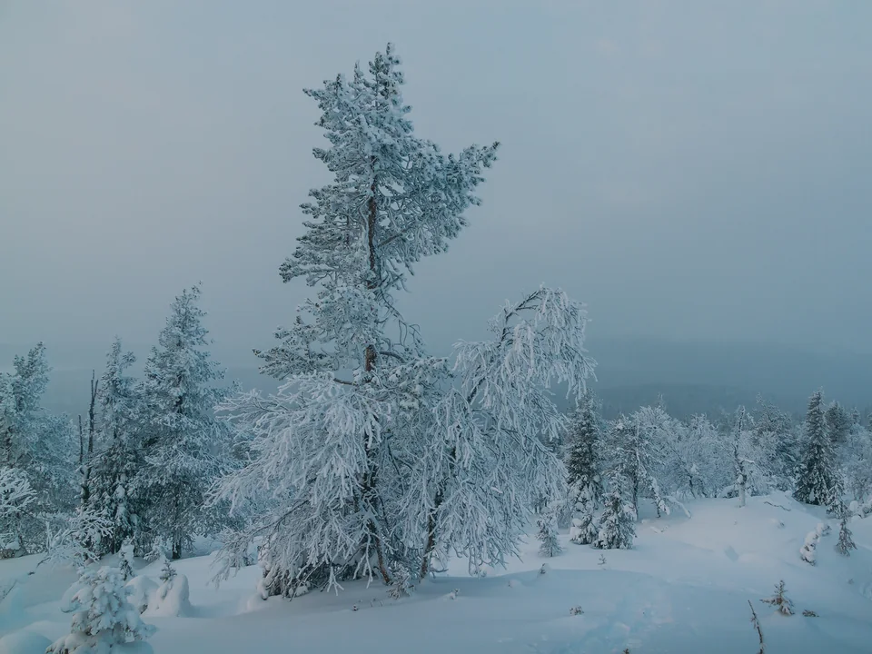 Snow-loaded pines and spruce on the north side of Lommoltunturi fell in the blue light of a January afternoon