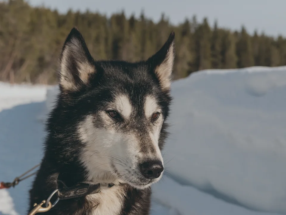 The head and shoulders of a harnessed sled dog looking off to one side, against a large smooth snowbank and a softly out-of-focus forest, with nobody in view