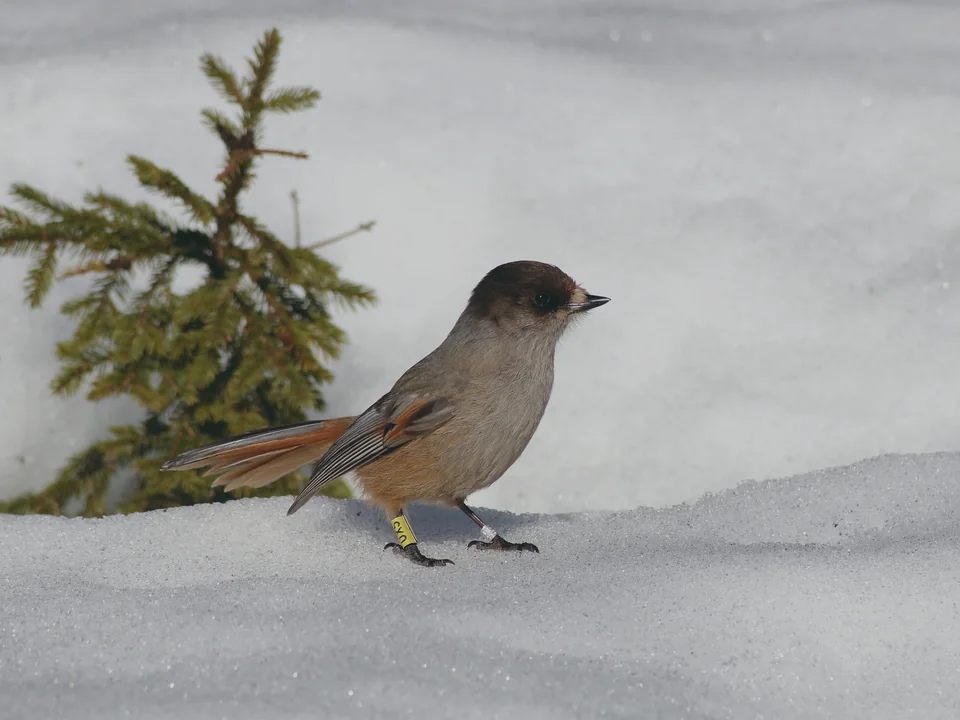 A Siberian jay with a dark cap and rust-orange tail standing on snow beside a small spruce, a ring on each leg
