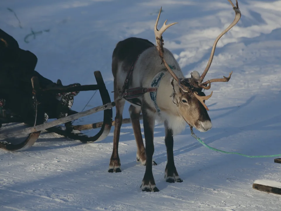 A reindeer hitched beside a wooden sled on open, sunlit snow, with nobody in view