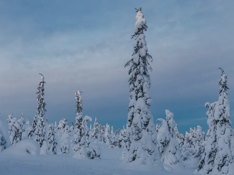 Spruce trees heavy with crown snow on Riisitunturi, under a pale blue February sky